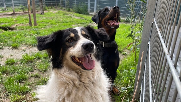 Zwei Hunde in einem Gehege im Tierheim Mainz