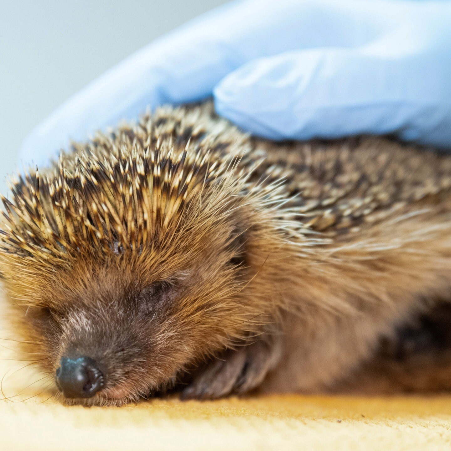 Tierheime Schlagen Wegen Immer Mehr Geschw Chten Igeln Alarm Swr Aktuell