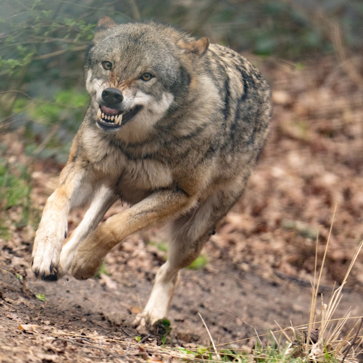 Wolf Rei T Wild Bei Sch Necken In Der Eifel Swr Aktuell