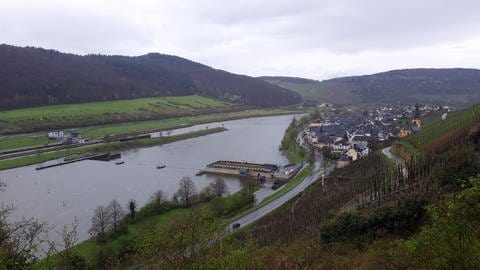 Ob in Trier oder hier an der Staustufe in Zeltingen-Rachtig an der Mittelmosel - die Muscheln finden sich mittlerweile im gesamten Fluss.  (Foto: SWR, Christian Altmayer )