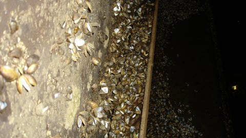 Kolonien bilden die Quagga-Muscheln gerne an undichten Stellen an den Schleusen - wie hier an der Staustufe in Detzem.  (Foto: Marc Spaniol)
