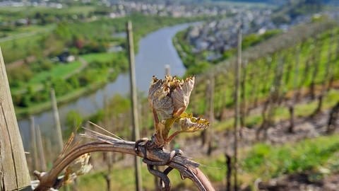 Frostschäden im Weinberg: Ein Winzer aus Saarburg sagte dem SWR, dass bis zu 70 Prozent des bisherigen Austriebs seiner Weinreben Schaden genommen haben. 