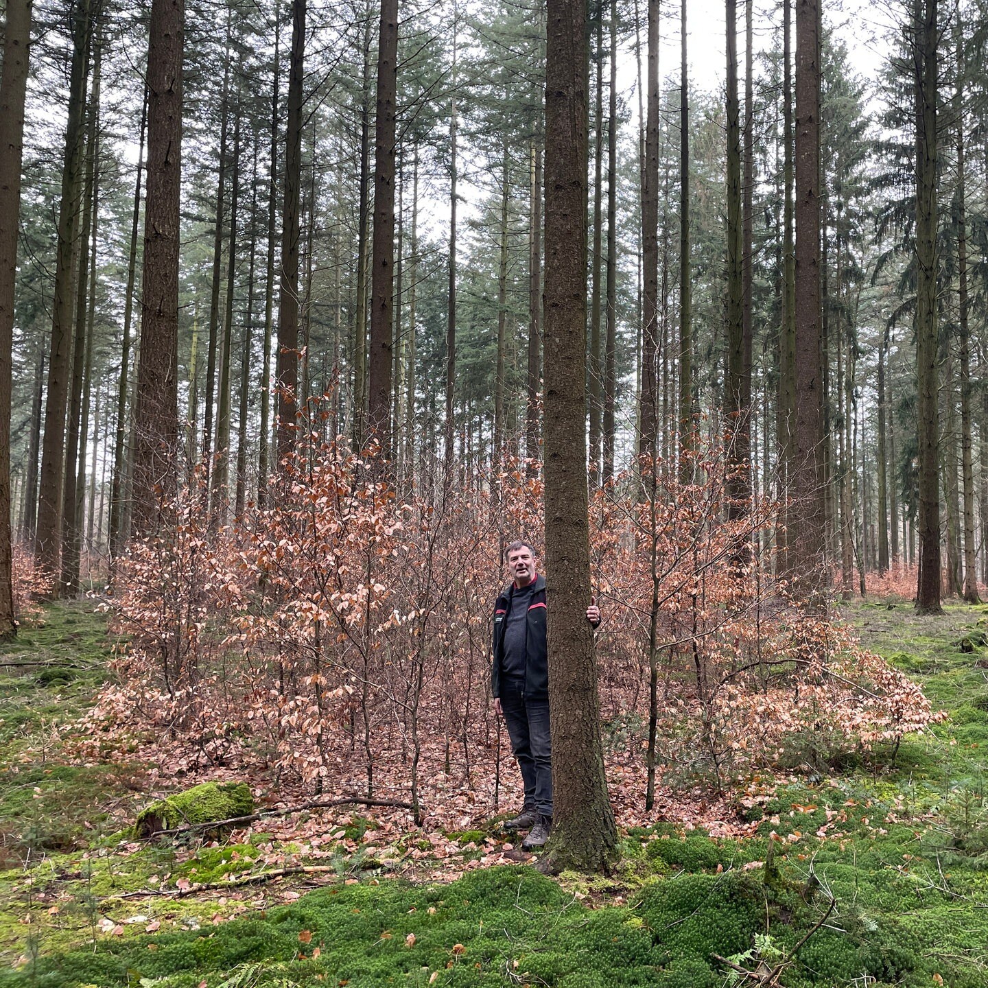 Wie Förster in der Eifel den Wald der Zukunft aufbauen SWR Aktuell