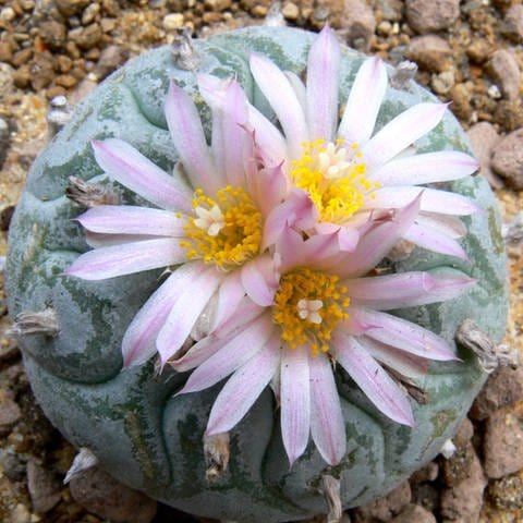 Peyote-Kaktus (Lophophora fricii) Archivfoto