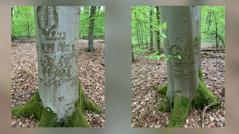 Zeitzeugen des Zweiten Weltkriegs: Baumritzungen – sogenannte „Arborglyphen“ – Im Gilzemer Wellbüsch, einem Waldstück in der Südeifel,  (Foto: Landesforsten RLP, Julian Gröber)