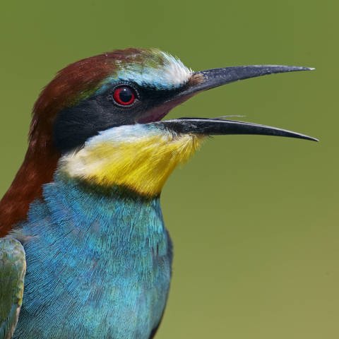 Ein singender Vogel als Symbolbild für das Vogelklang Festival im Schwarzwald