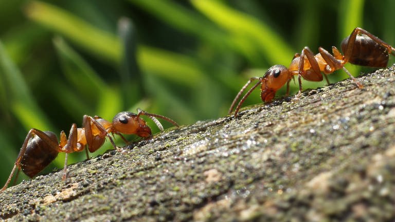 Zwei Ameisen begegnen sich im Wald: Bei Ameisen lassen sich Hygienemaßnahmen beobachten, die Infektionen durch kranke Tiere vermeiden sollen