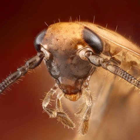 Versuche haben gezeigt: Wenn es Organismen gibt, die eine Chance haben, einen Atomkrieg zu überstehen, dann sind es Insekten, vor allem Schaben. Hier eine Waldschabe.