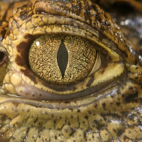 Auge eines Krokodils: Krokodile produzieren tatsächlich Tränen – allerdings nicht aus Trauer
