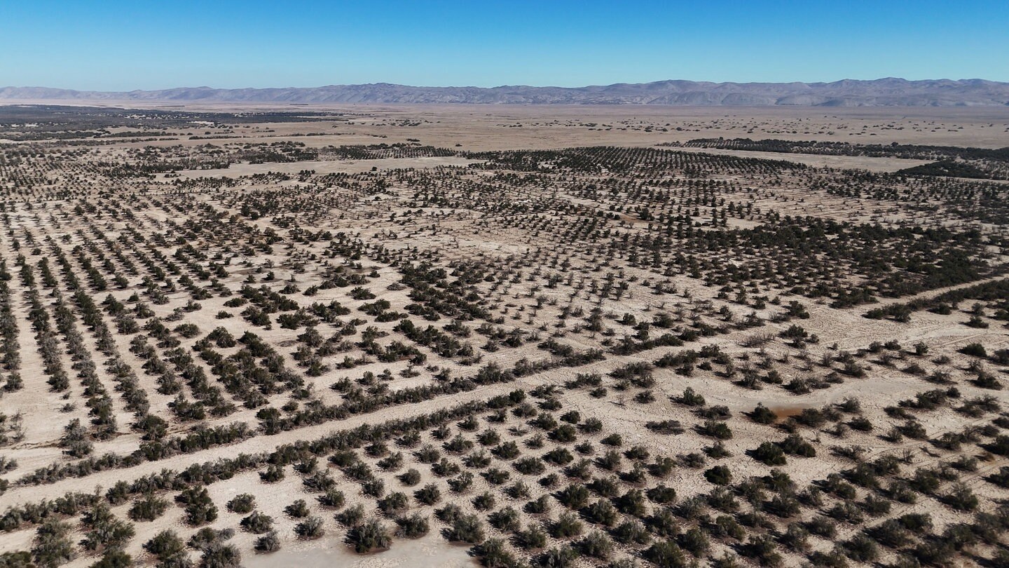 Chile Deshalb ist Aufforstung in der Atacama Wüste so wichtig