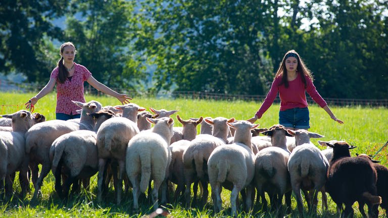 Paulina (Tabea Hug) und Leo (Phillis Lara Lau) müssen die Schafe mit Händen und Füßen wieder eintreiben. © SWRMaria Wiesler