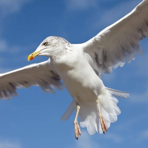 Seemöwe: Wie Vögel sich beim Fliegen orientieren ist noch nicht endgültig geklärt