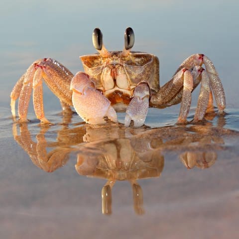 Krabbe am Strand: Wenn die Tiere Zeit haben, bewegen sie sich auch mal vor und zurück, aber wenn sie fliehen müssen, haben sie es seitwärts leichter.