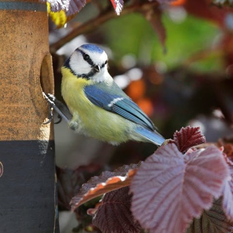 Eine Blaumeise an einem Nistkasten: Das alte Nest vom Vorjahr wird nie mehr direkt benutzt, sondern die Vögel bauen ein neues Nestchen darüber