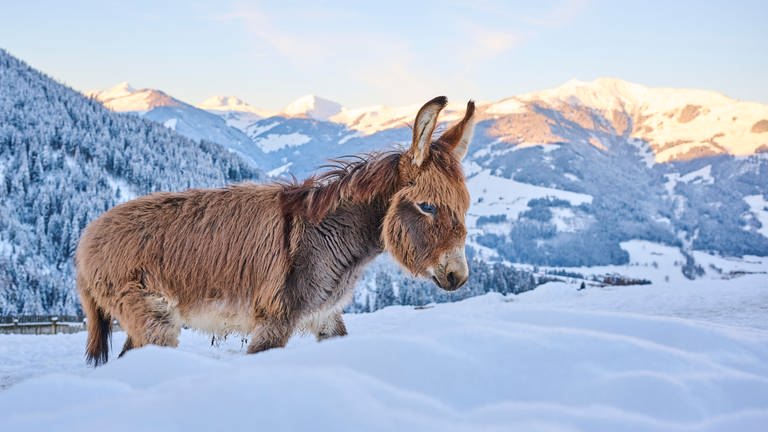 Hausesel (Equus asinus asinus) auf einer verschneiten Wiese in den Tiroler Bergen bei Sonnenaufgang nahe Kitzbühel: "Wenn es dem Esel zu wohl wird, geht er aufs Eis." – Woher kommt diese Redensart?