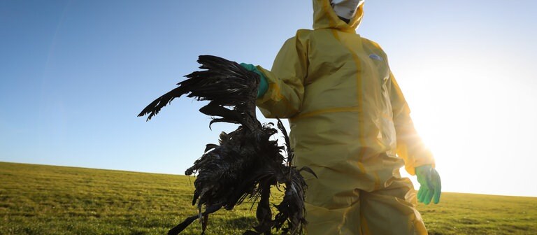 Vogelgrippe droht nächste Pandemie SWR Wissen