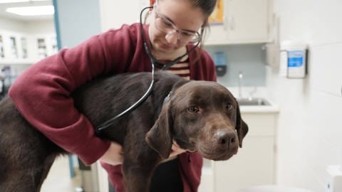 Tierarztbesuch zu Ostern? Ein Hund wird von einer Tierärztin untersucht. Symbolbild.