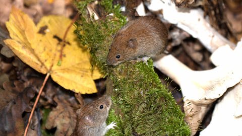 Experten raten dazu, die Verbreitung von Coronaviren bei Mäusen und Ratten weiter zu beobachten.