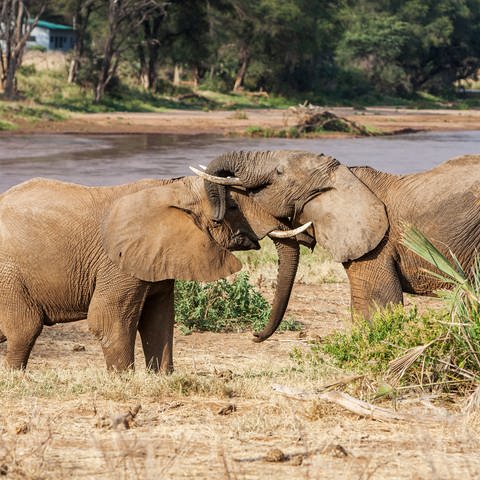 Zwei Elefanten grüßen sich durchs Rüsseln.