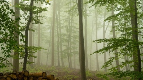 Nebliger Herbstmorgen im Binger Wald, aufgenommen von Petra	Gutenberger-Bieniek aus Waldalgesheim.