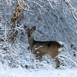 Reh hinter verschneiten Ästen im Wald