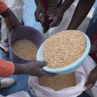 Frauen teilen Erbsen bei der Verteilung von Nahrungsmittelhilfe im Bezirk Mangwe im Südwesten Simbabwes.