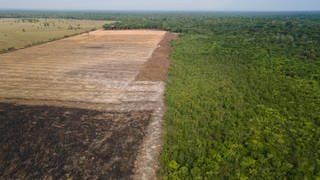 Blick auf Wald neben gerodeten Flächen in Brasilien