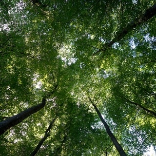 Blick in einen Wald bei Emkendorf.