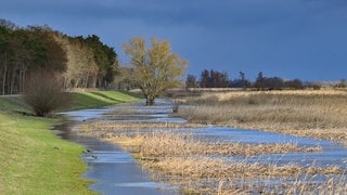 Überflutete Polderwiesen im Nationalpark Unteres Odertal in Brandenburg.