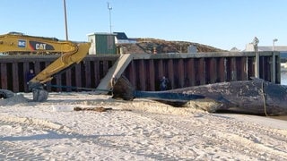 Eine Planierraupe zieht den gestrandeten Pottwal von Sylt auf den Hörnumer Strand