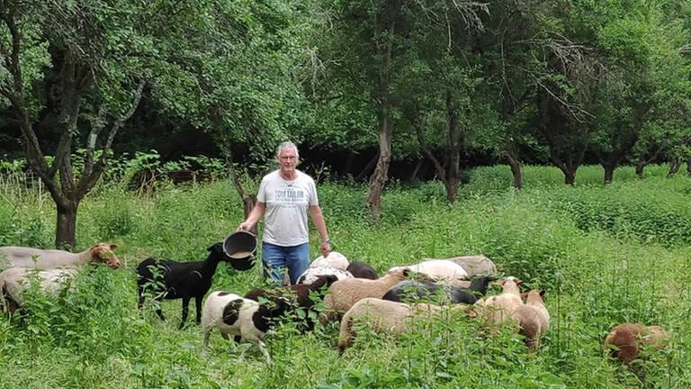 Mann steht in Mitten einer Herde Schafe mit Eimer in der Hand