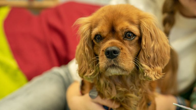 Cavalier King Charles Spaniel-Dame Lotti