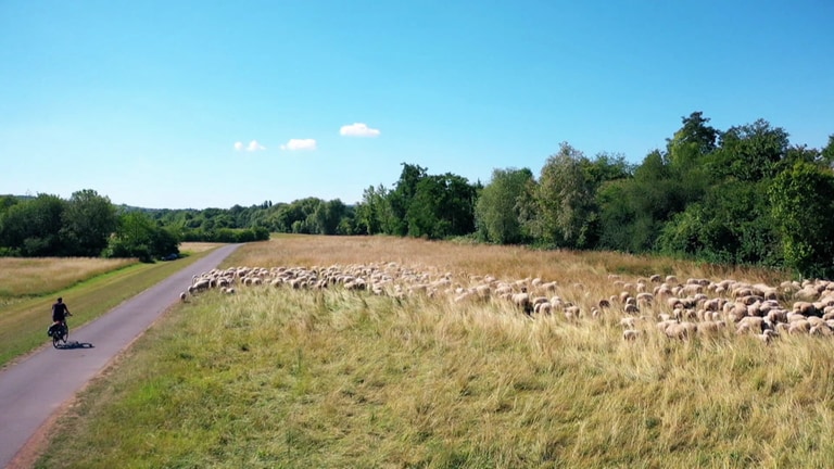 Drohnenaufnahme der Schafherde, die auf einer Wiese an einem Wirtschaftsweg steht, während ein Fahrradfahrer vorbeifährt. 