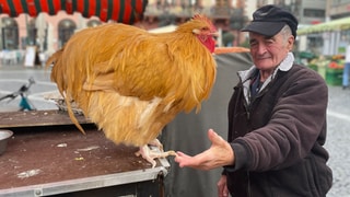 Eiermann mit Hahn Moritz auf dem Mainzer Markt