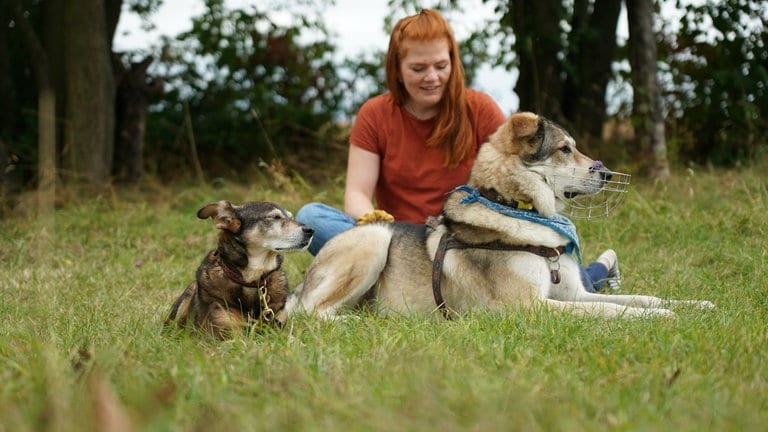 Ein mittelgroßer, alter braungescheckter Hund und einer großer, weißer Hütehund mit Maulkorb auf einer Wiese. Im Hintergrund eine rothaarige, junge Frau.