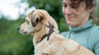 Kleiner Hund mit Narben und kahlen Stellen ohne Fell um den Hals herum. 