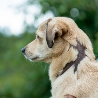 Kleiner Hund mit Narben und kahlen Stellen ohne Fell um den Hals herum. 