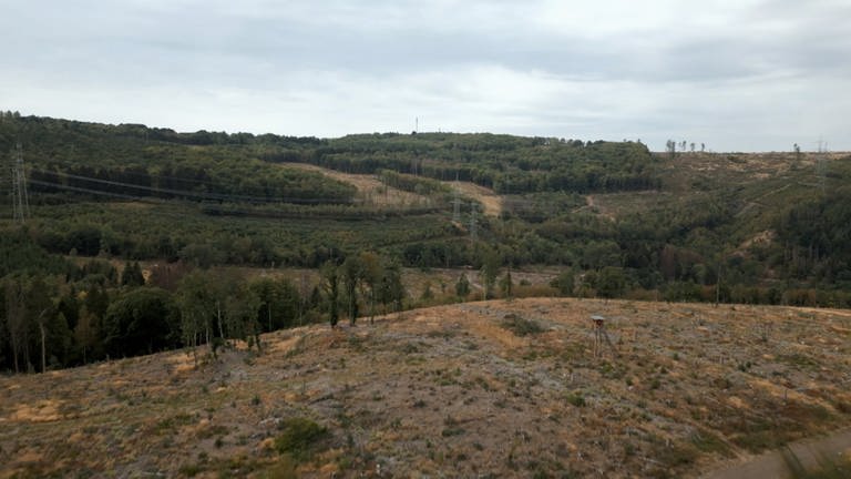 Blick auf das Forstrevier im Westerwald.
