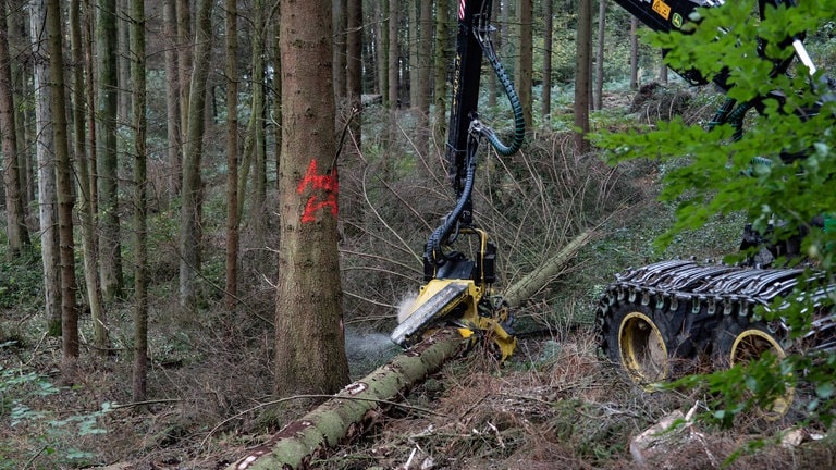 Die Zange des Harvesters umklammert einen Baum und eine Kettensäge sägt den Baum klein.