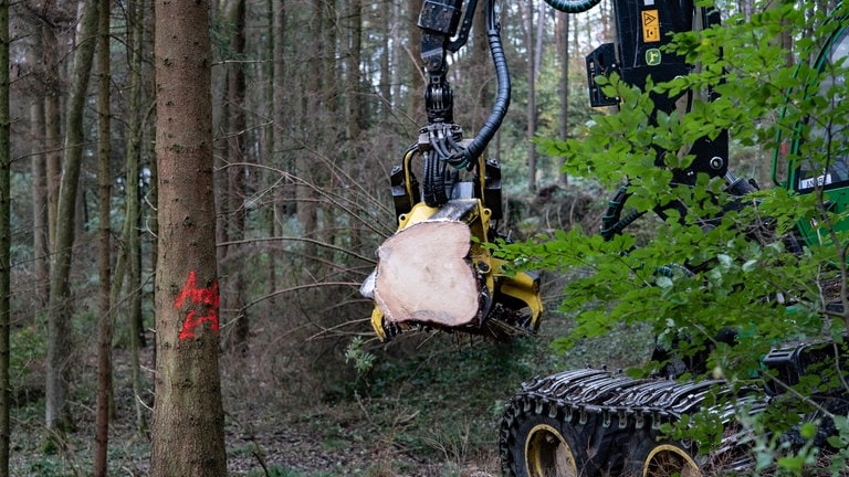 Ein gefällter Baum hängt in der Luft in der Zange eines Harvesters.