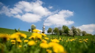 Löwenzahn blüht auf einer Wiese