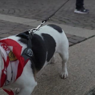 Tierischer Support für den VfB Stuttgart