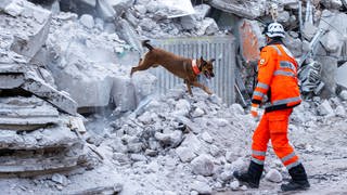 Suchhund Aleesha ist mit Rettungshundeführer Matthias Bernhardt bei einer Einsatzübung von Rettungskräften in den Trümmerbergen eines abgerissenen Wohnblocks unterwegs. Rund 120 Einsatzkräfte von Feuerwehr, Technischem Hilfswerk (THW) und dem Deutschen Roten Kreuz (DRK) proben auf einem großen Plattenbau-Abrissgelände