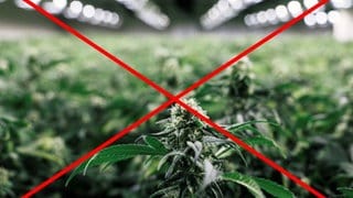 Hanfpflanze, gegen Legalisierung