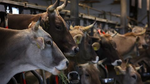 Kühe in einem Stall für Anbindehaltung 