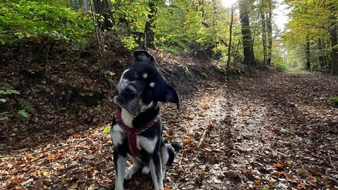 Anni aus Bürgstadt ist mit ihrem Hund im Wald unterwegs