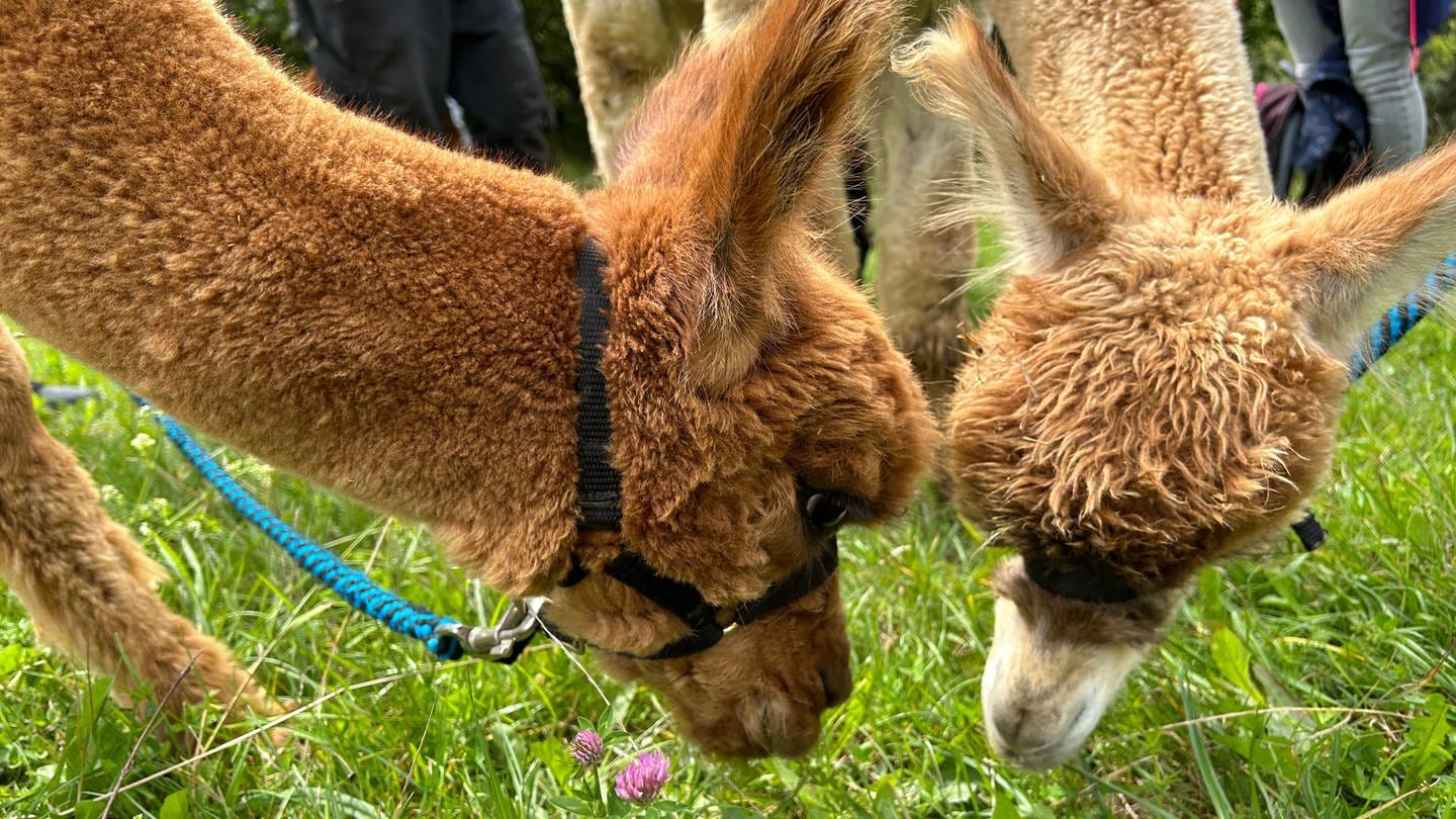 Sooo flauschig Saskias Alpaka Tag mit SWR1 war traumhaft SWR1