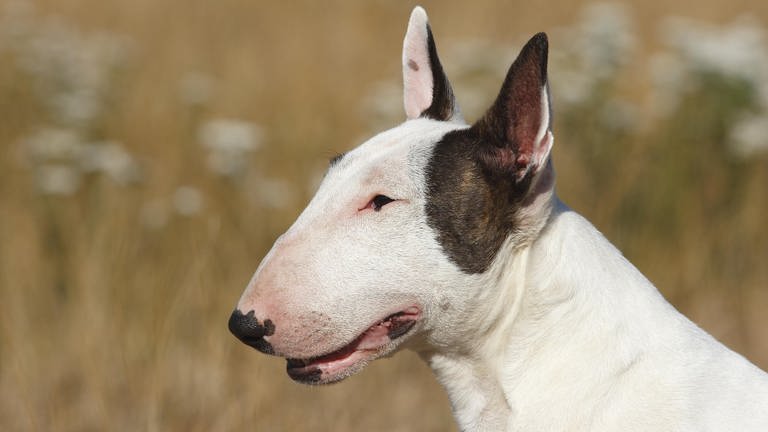 Bullterrier