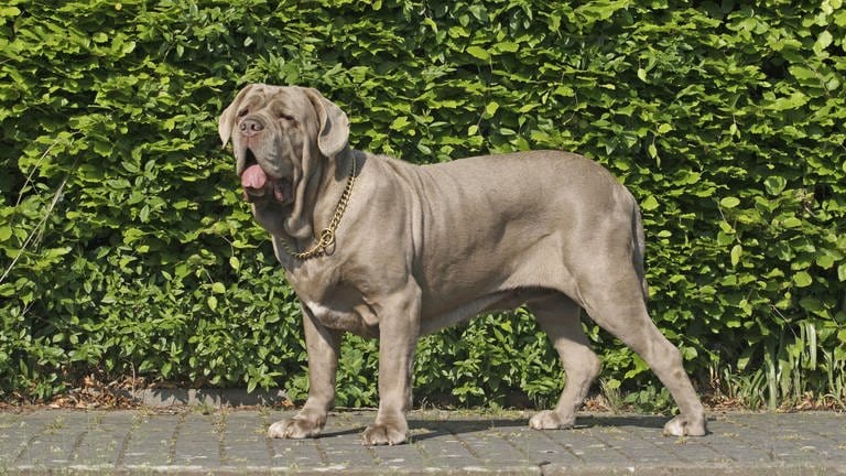 Mastino Napoletano