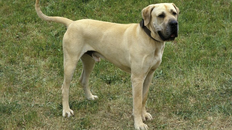 Fila Brasileiro